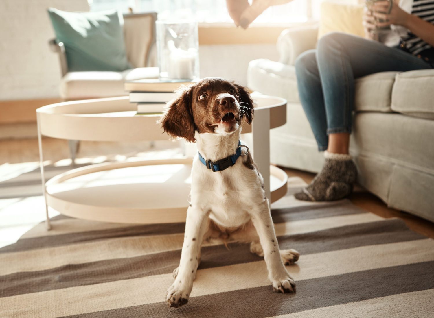 Brown and white dog sits on a rug in a sunny living room near a coffee table and a person on the couch.